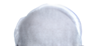 Hans Becker – 2013 Ehrenmeister des ZDRK Hans Becker