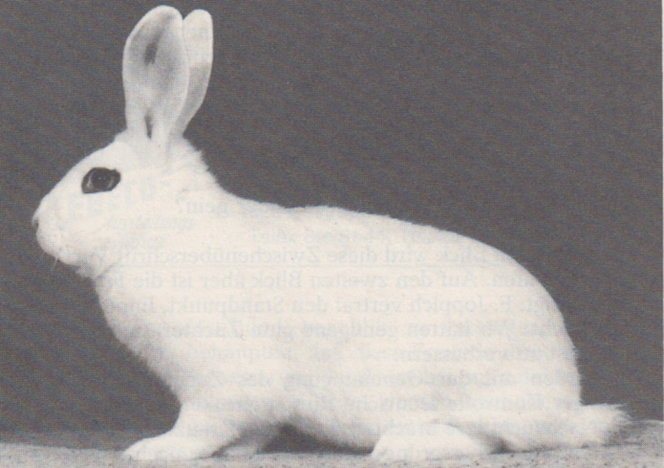 1,0 Weiße Hotot. Foto: Hummel