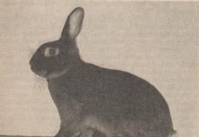 Der deutsche Einheitsstandard in der Sicht des Auslandes