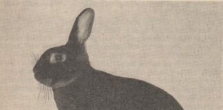 Der deutsche Einheitsstandard in der Sicht des Auslandes