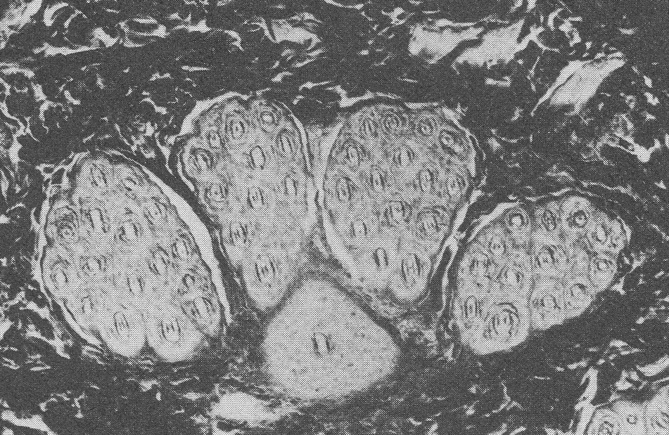 image6