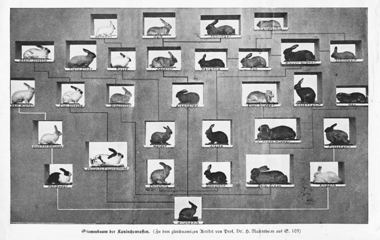 Stammbaum der Kaninchenrassen. Wahls TK. 1932 - Grafik