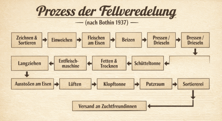 Vom Werdegang der Fellveredlung. Iduna Bothin. Wahls TK 1937. Grafik Prozesskette